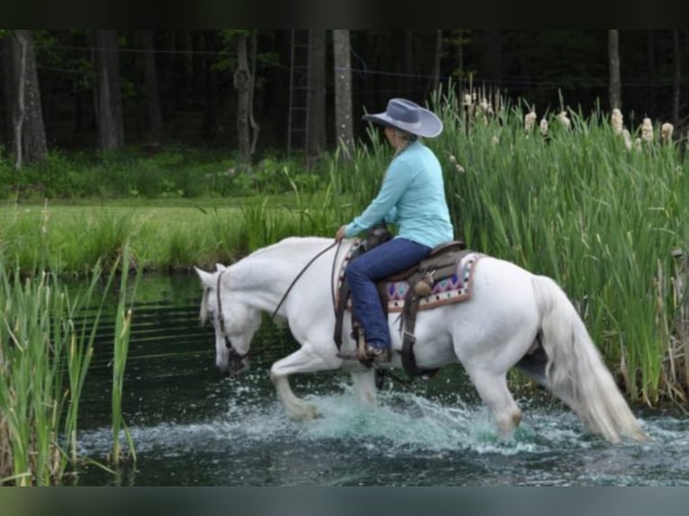 Cob Irlandese / Tinker / Gypsy Vanner Castrone 15 Anni 142 cm Grigio in Everett PA