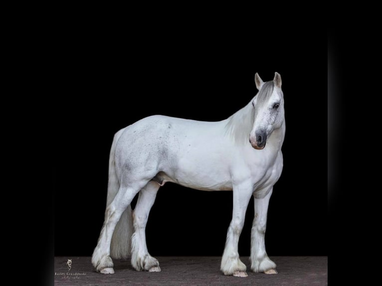 Cob Irlandese / Tinker / Gypsy Vanner Castrone 15 Anni 142 cm Grigio in Everett PA