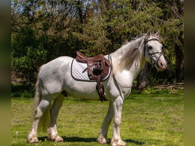 Cob Irlandese / Tinker / Gypsy Vanner Castrone 15 Anni 142 cm Grigio in Everett PA