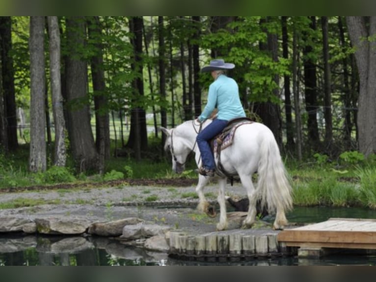 Cob Irlandese / Tinker / Gypsy Vanner Castrone 15 Anni 142 cm Grigio in Everett PA