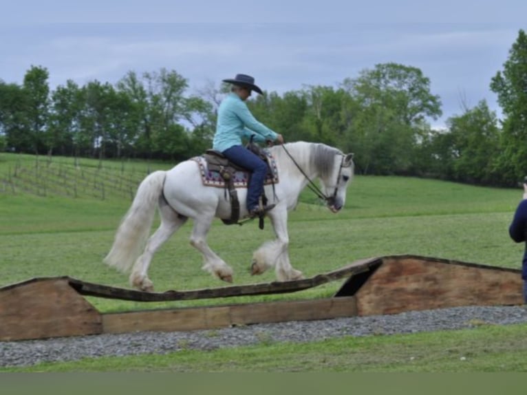 Cob Irlandese / Tinker / Gypsy Vanner Castrone 15 Anni 142 cm Grigio in Everett PA