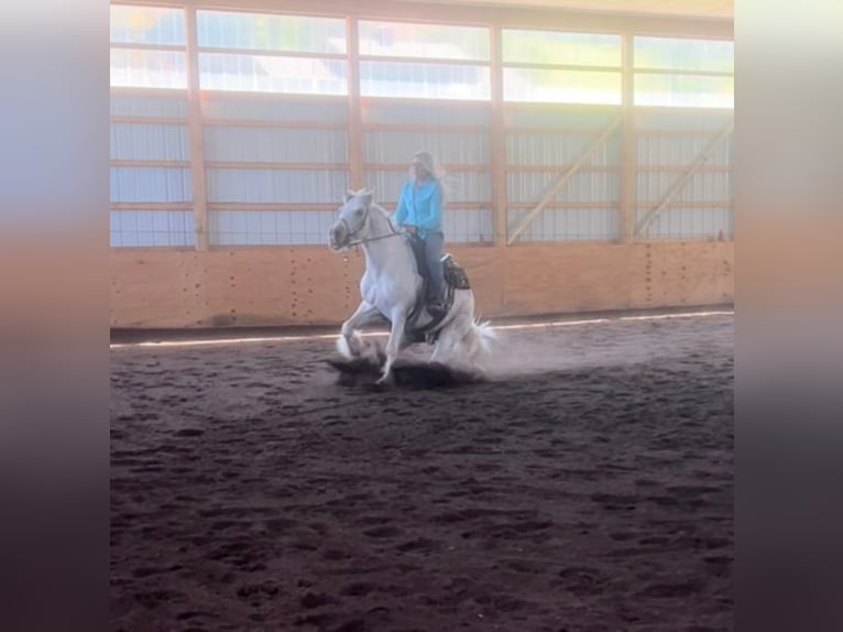 Cob Irlandese / Tinker / Gypsy Vanner Castrone 15 Anni 142 cm Grigio in Everett PA