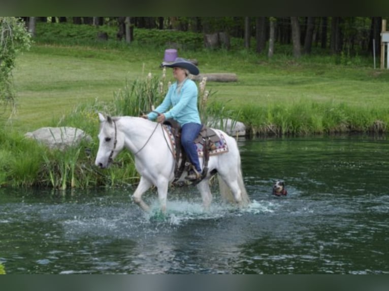 Cob Irlandese / Tinker / Gypsy Vanner Castrone 15 Anni 142 cm Grigio in Everett PA