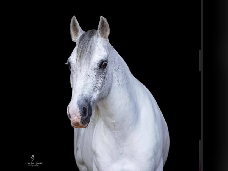 Cob Irlandese / Tinker / Gypsy Vanner Castrone 15 Anni 142 cm Grigio in Everett PA