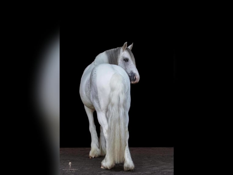 Cob Irlandese / Tinker / Gypsy Vanner Castrone 15 Anni 142 cm Grigio in Everett PA