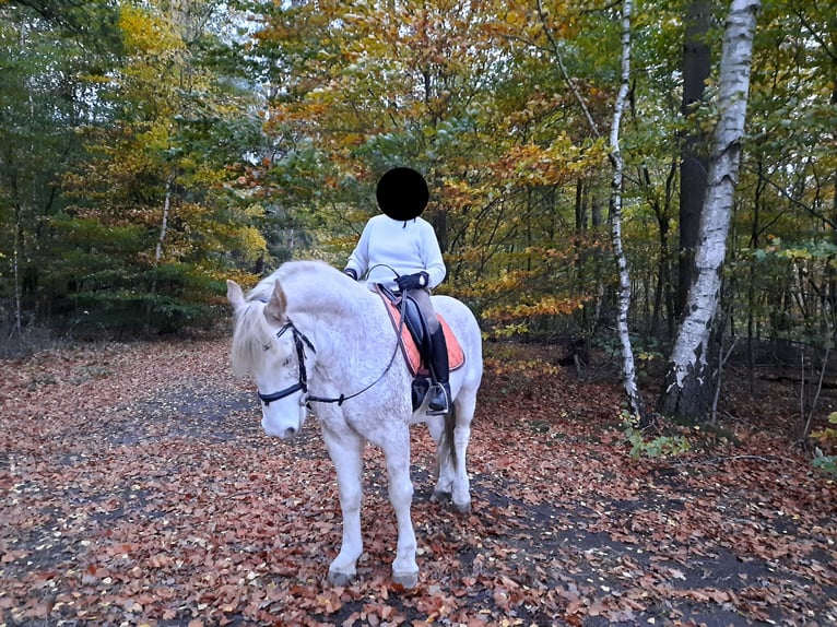 Cob Irlandese / Tinker / Gypsy Vanner Castrone 15 Anni 143 cm Baio roano in Stuhr