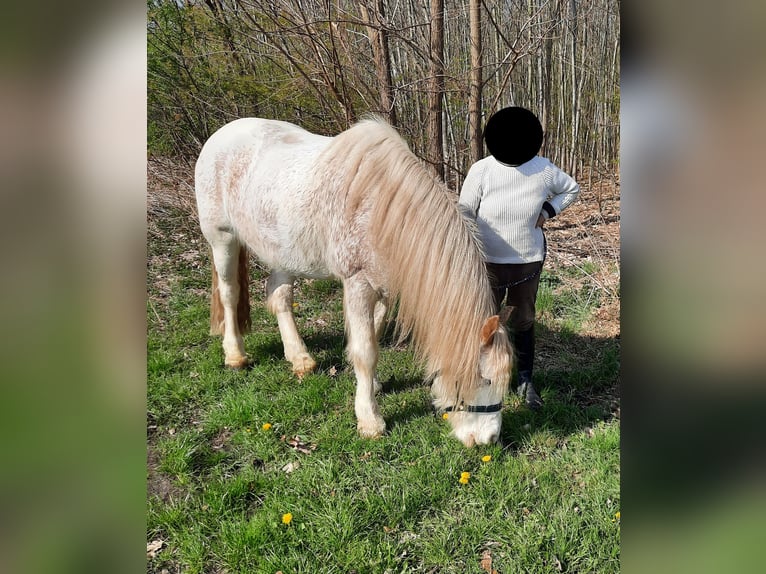 Cob Irlandese / Tinker / Gypsy Vanner Castrone 15 Anni 143 cm Baio roano in Stuhr