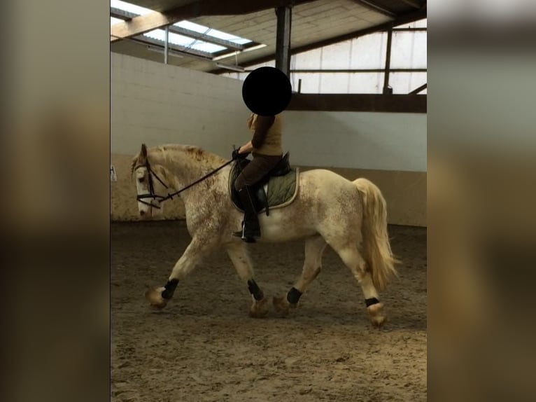 Cob Irlandese / Tinker / Gypsy Vanner Castrone 15 Anni 143 cm Baio roano in Stuhr