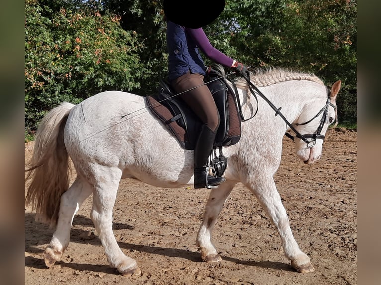 Cob Irlandese / Tinker / Gypsy Vanner Castrone 15 Anni 143 cm Baio roano in Stuhr