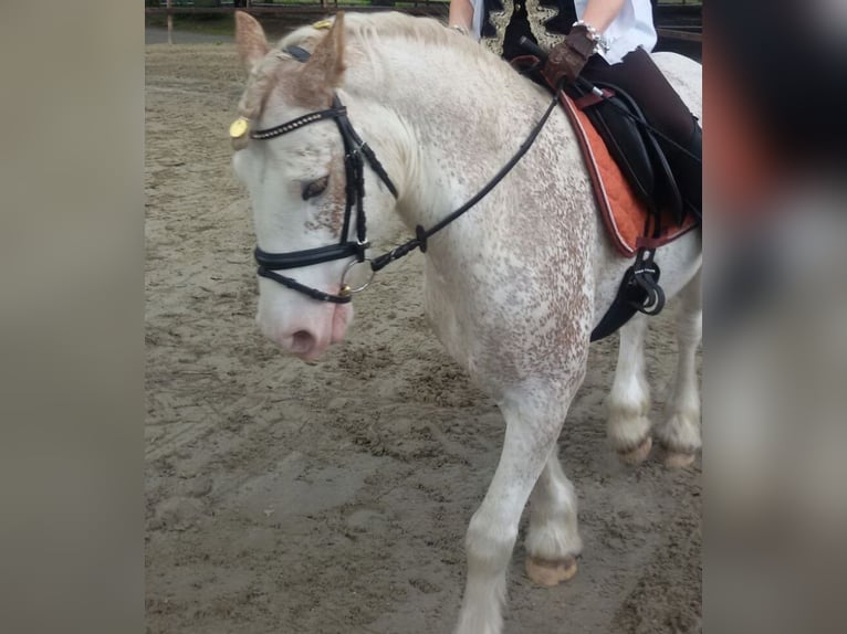 Cob Irlandese / Tinker / Gypsy Vanner Castrone 15 Anni 143 cm Baio roano in Stuhr