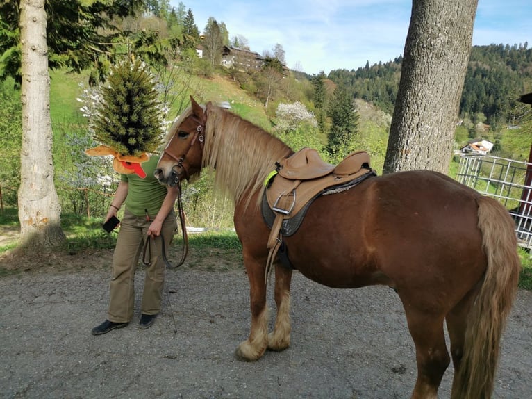 Cob Irlandese / Tinker / Gypsy Vanner Mix Castrone 15 Anni 145 cm Baio chiaro in Kleines Wiesental