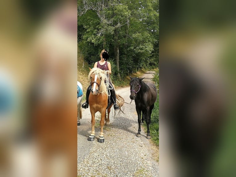 Cob Irlandese / Tinker / Gypsy Vanner Mix Castrone 15 Anni 145 cm Baio chiaro in Kleines Wiesental