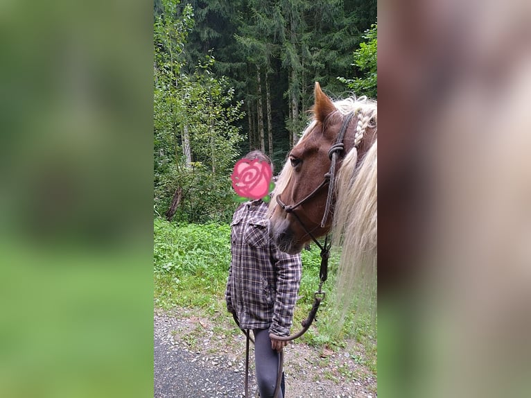 Cob Irlandese / Tinker / Gypsy Vanner Mix Castrone 15 Anni 145 cm Baio chiaro in Kleines Wiesental