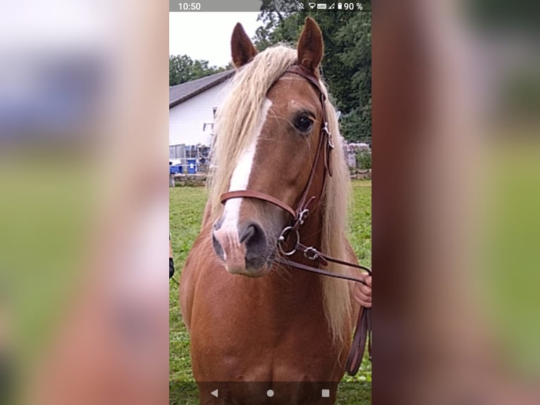 Cob Irlandese / Tinker / Gypsy Vanner Mix Castrone 15 Anni 145 cm Baio chiaro in Kleines Wiesental