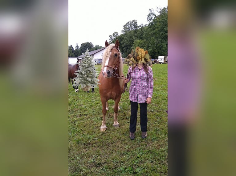 Cob Irlandese / Tinker / Gypsy Vanner Mix Castrone 15 Anni 145 cm Baio chiaro in Kleines Wiesental