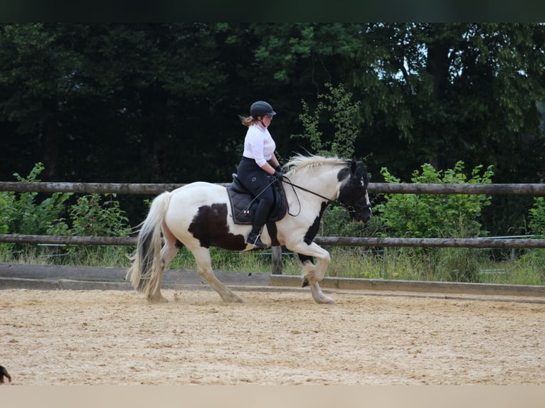 Cob Irlandese / Tinker / Gypsy Vanner Mix Castrone 15 Anni 148 cm Pezzato in Waakirchenr