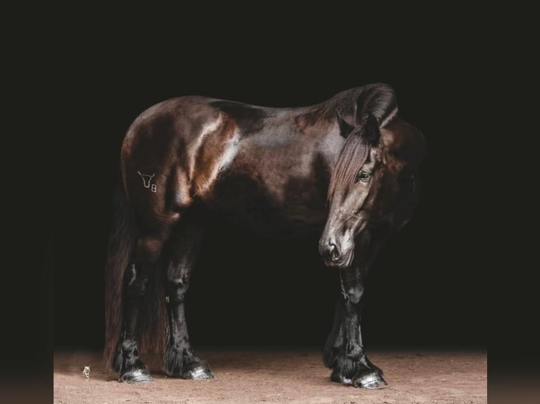 Cob Irlandese / Tinker / Gypsy Vanner Castrone 15 Anni 157 cm Morello in Everett PA