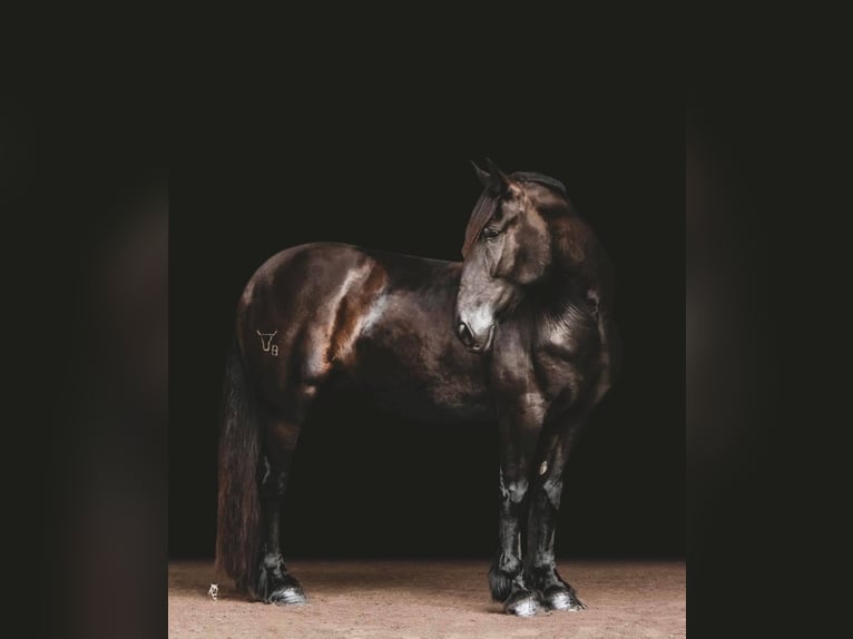 Cob Irlandese / Tinker / Gypsy Vanner Castrone 15 Anni 157 cm Morello in Everett PA