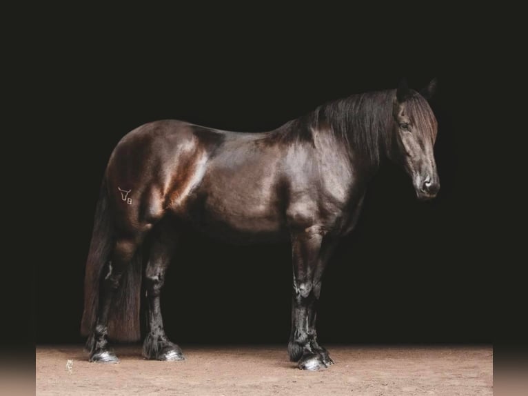 Cob Irlandese / Tinker / Gypsy Vanner Castrone 15 Anni 157 cm Morello in Everett PA