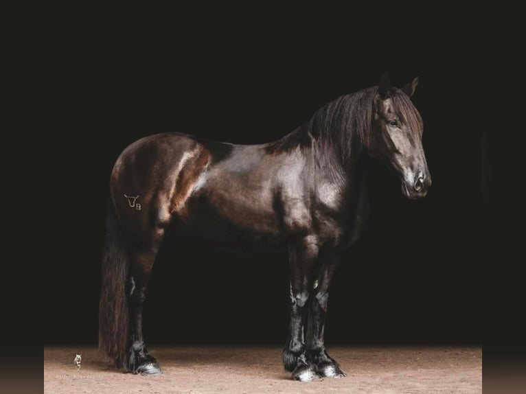 Cob Irlandese / Tinker / Gypsy Vanner Castrone 15 Anni 157 cm Morello in Everett PA