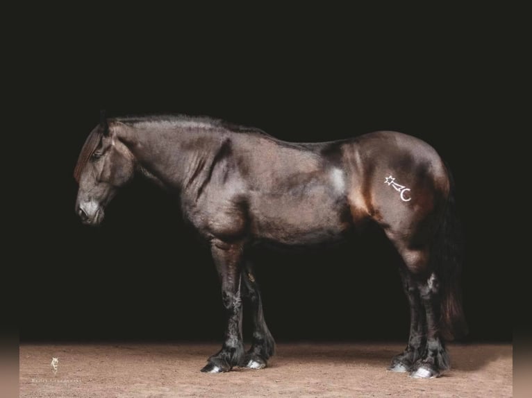 Cob Irlandese / Tinker / Gypsy Vanner Castrone 15 Anni 157 cm Morello in Everett PA