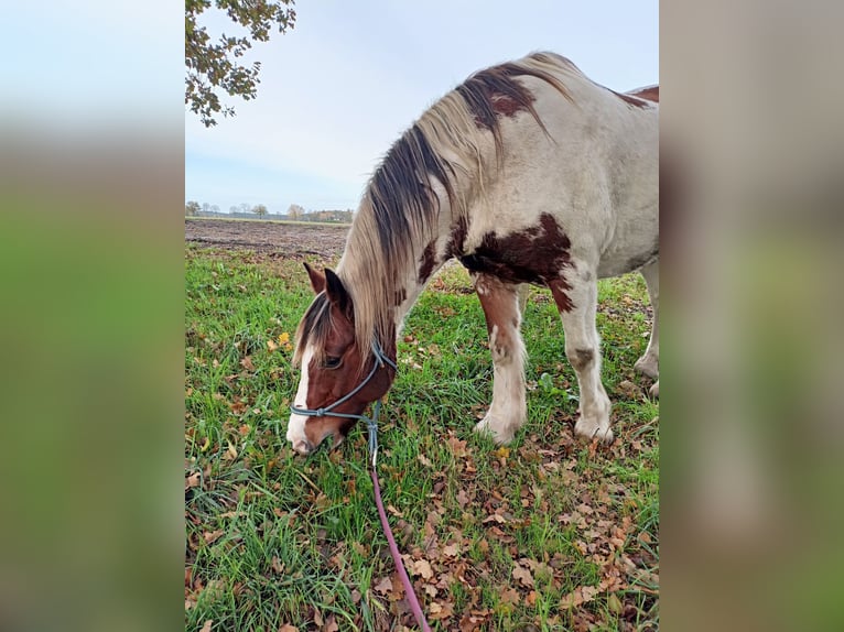 Cob Irlandese / Tinker / Gypsy Vanner Mix Castrone 15 Anni 160 cm Pezzato in Winsen (Aller)