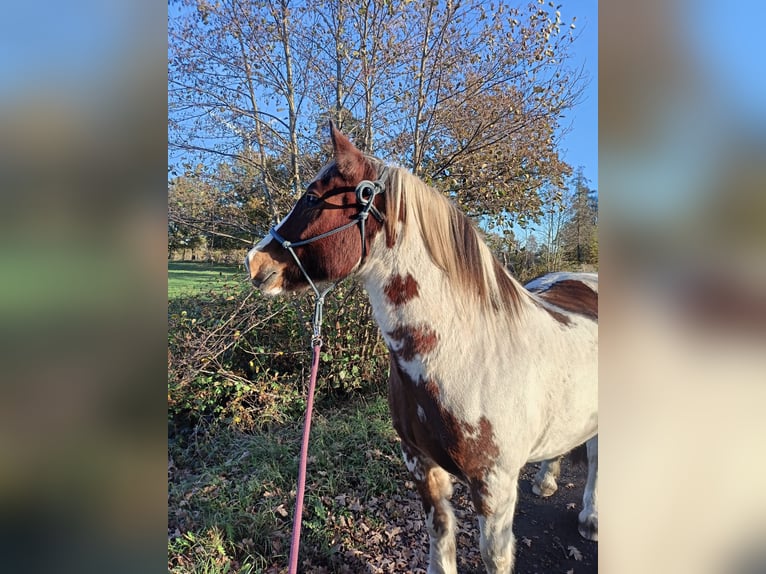 Cob Irlandese / Tinker / Gypsy Vanner Mix Castrone 15 Anni 160 cm Pezzato in Winsen (Aller)