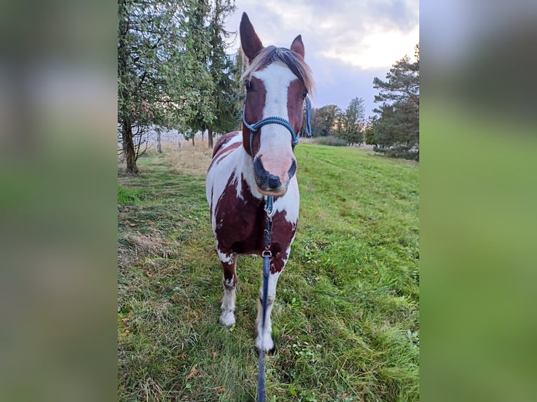 Cob Irlandese / Tinker / Gypsy Vanner Mix Castrone 15 Anni 160 cm Pezzato in Winsen (Aller)