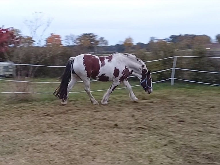 Cob Irlandese / Tinker / Gypsy Vanner Mix Castrone 15 Anni 160 cm Pezzato in Winsen (Aller)