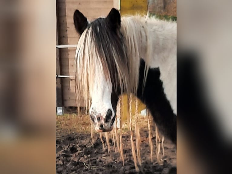 Cob Irlandese / Tinker / Gypsy Vanner Castrone 16 Anni 152 cm Pezzato in Bergheim