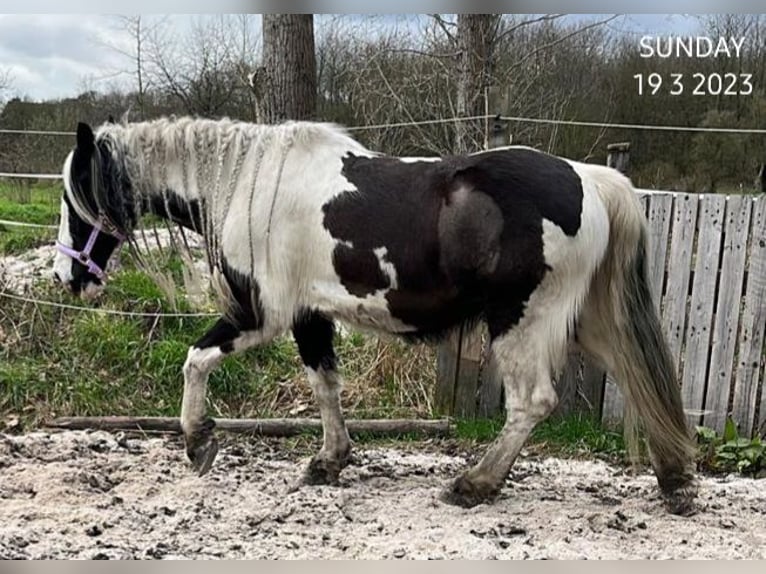 Cob Irlandese / Tinker / Gypsy Vanner Castrone 16 Anni 152 cm Pezzato in Bergheim