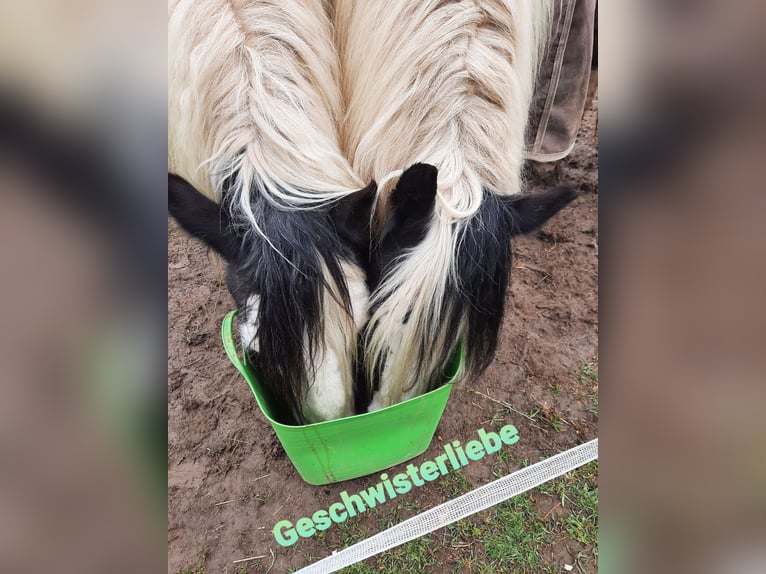 Cob Irlandese / Tinker / Gypsy Vanner Castrone 16 Anni 152 cm Pezzato in Bergheim