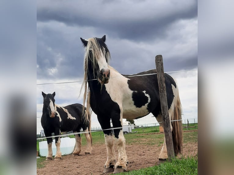 Cob Irlandese / Tinker / Gypsy Vanner Castrone 16 Anni 152 cm Pezzato in Bergheim