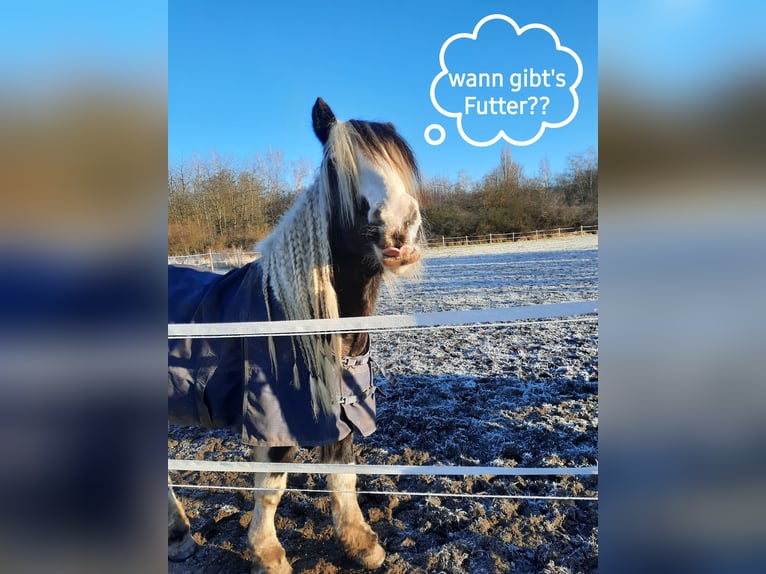 Cob Irlandese / Tinker / Gypsy Vanner Castrone 16 Anni 152 cm Pezzato in Bergheim