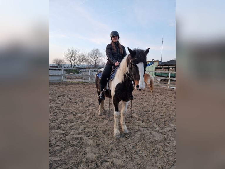 Cob Irlandese / Tinker / Gypsy Vanner Mix Castrone 16 Anni 160 cm Leopard in An der Schmücke