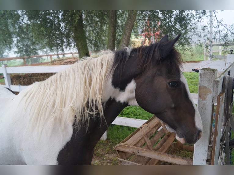 Cob Irlandese / Tinker / Gypsy Vanner Mix Castrone 16 Anni 160 cm Leopard in An der Schmücke