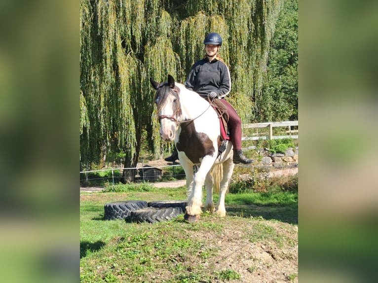 Cob Irlandese / Tinker / Gypsy Vanner Castrone 17 Anni 150 cm Pezzato in Bayerbach