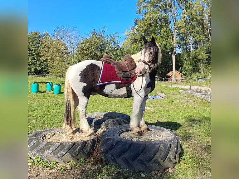 Cob Irlandese / Tinker / Gypsy Vanner Castrone 17 Anni 150 cm Pezzato in Bayerbach