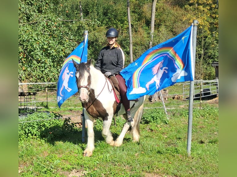 Cob Irlandese / Tinker / Gypsy Vanner Castrone 17 Anni 150 cm Pezzato in Bayerbach