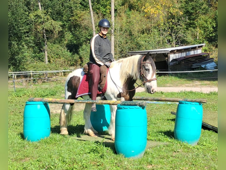 Cob Irlandese / Tinker / Gypsy Vanner Castrone 17 Anni 150 cm Pezzato in Bayerbach