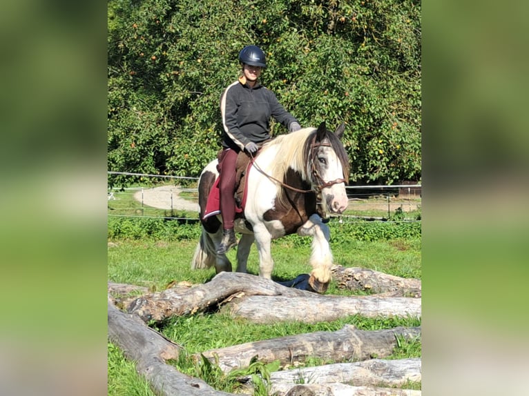 Cob Irlandese / Tinker / Gypsy Vanner Castrone 17 Anni 150 cm Pezzato in Bayerbach