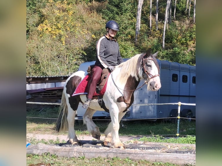 Cob Irlandese / Tinker / Gypsy Vanner Castrone 17 Anni 150 cm Pezzato in Bayerbach