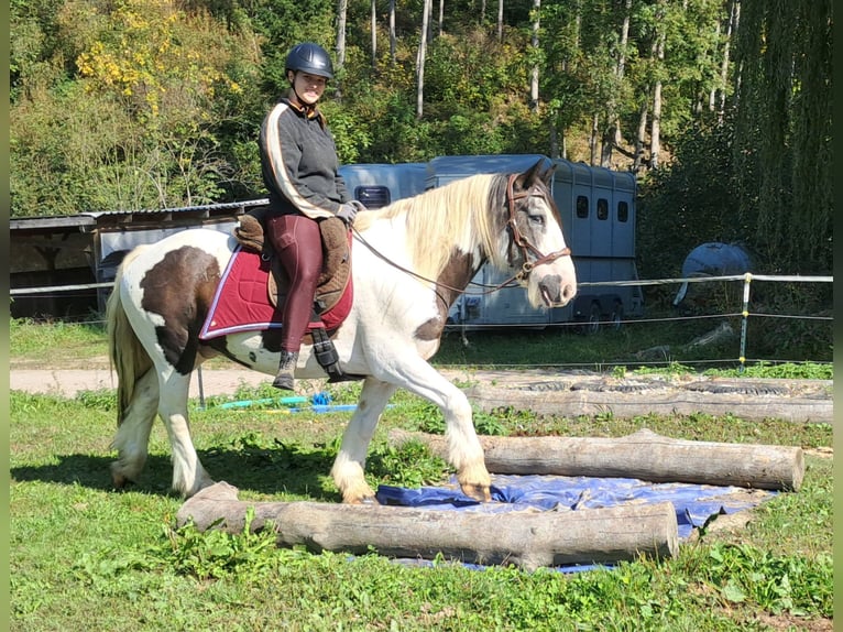 Cob Irlandese / Tinker / Gypsy Vanner Castrone 17 Anni 150 cm Pezzato in Bayerbach