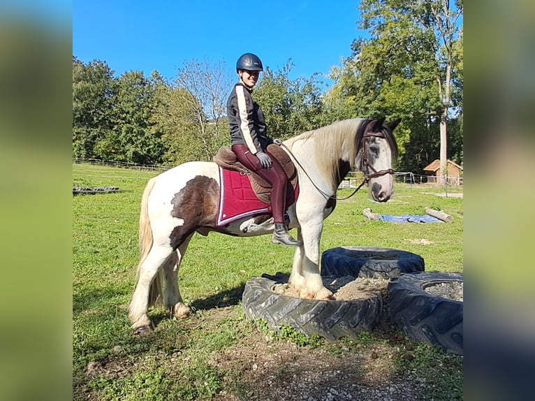 Cob Irlandese / Tinker / Gypsy Vanner Castrone 17 Anni 150 cm Pezzato in Bayerbach