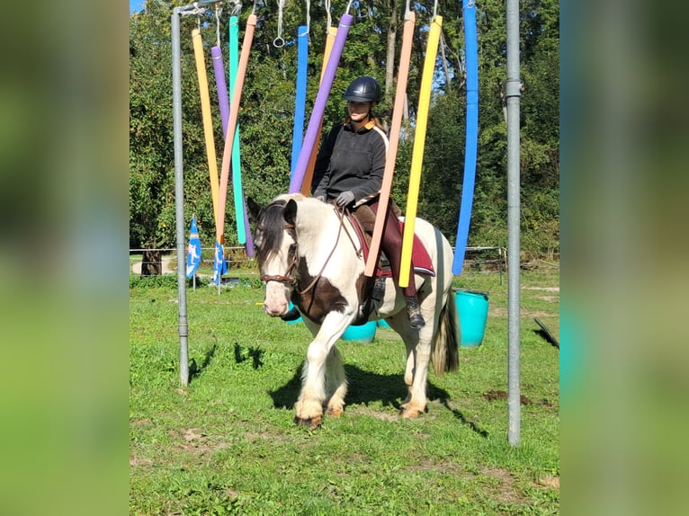 Cob Irlandese / Tinker / Gypsy Vanner Castrone 17 Anni 150 cm Pezzato in Bayerbach