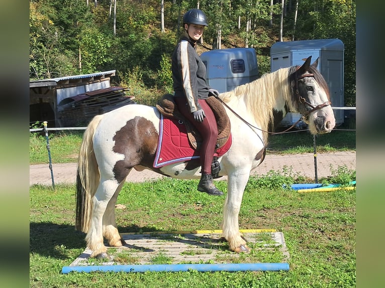 Cob Irlandese / Tinker / Gypsy Vanner Castrone 17 Anni 150 cm Pezzato in Bayerbach