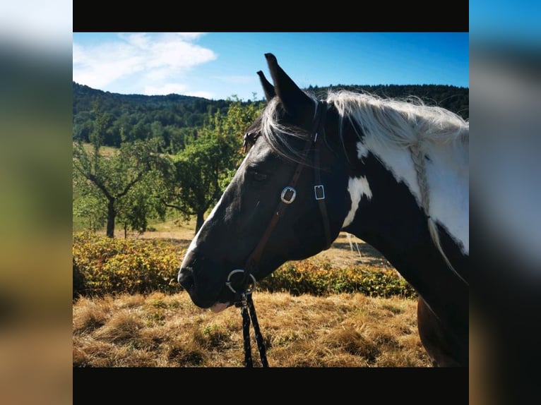 Cob Irlandese / Tinker / Gypsy Vanner Mix Castrone 17 Anni 158 cm Pezzato in Großerlach