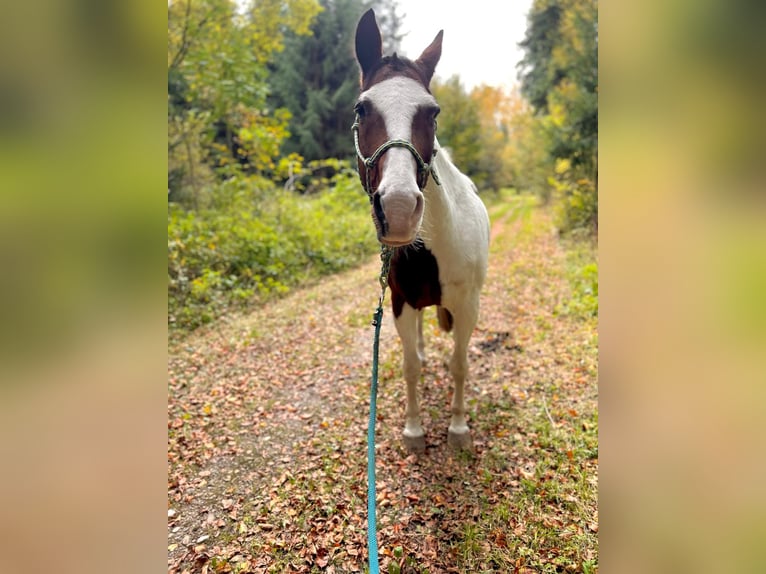 Cob Irlandese / Tinker / Gypsy Vanner Mix Castrone 17 Anni 160 cm Pezzato in Burgdorf