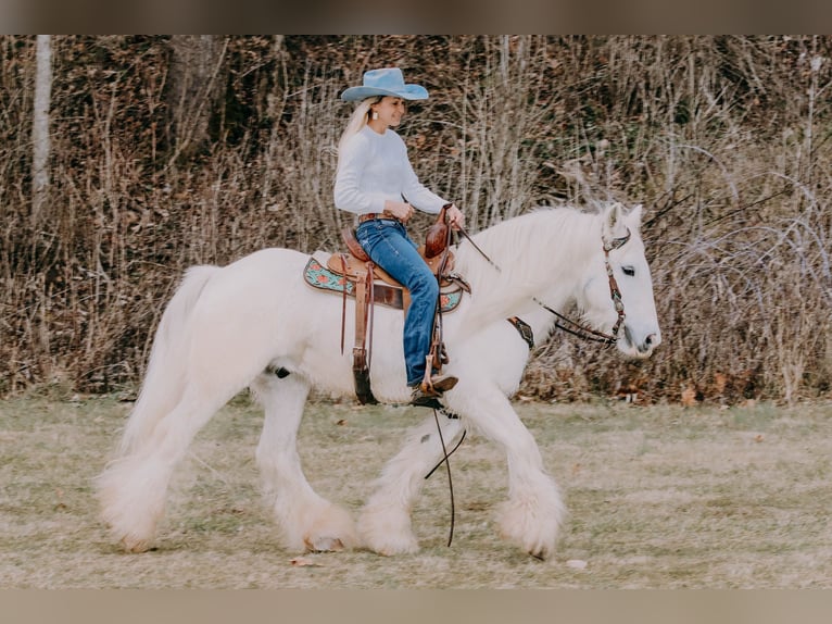 Cob Irlandese / Tinker / Gypsy Vanner Castrone 18 Anni 147 cm Grigio in Flemmingsburg KY