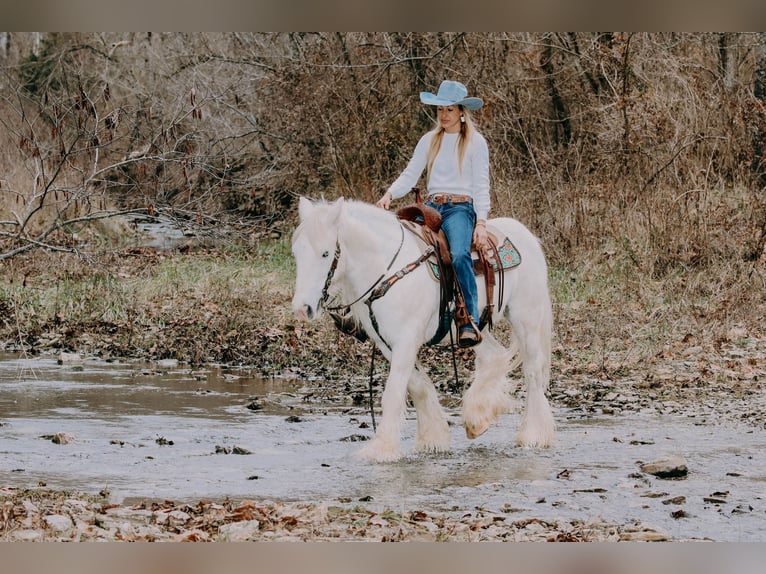 Cob Irlandese / Tinker / Gypsy Vanner Castrone 18 Anni 147 cm Grigio in Flemmingsburg KY